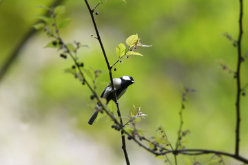 野鳥　シジュウカラ