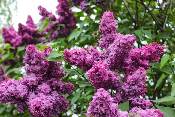 Purple lilac. Color is multifaceted. The flowers are large, four-lobed. Inflorescences are collected in large bunches. Leaves are rich green. Sunlight. Spring, the awakening of nature.