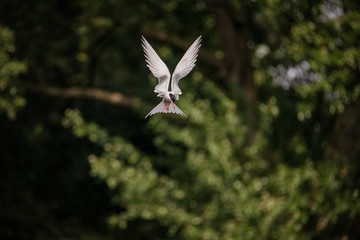 Common tern flying and hunting for fish