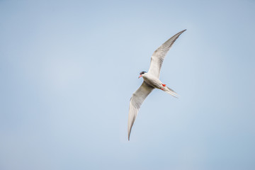 Common tern flying and hunting for fish
