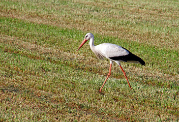 Stork on agricultural field