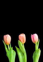 red  tulips on black background