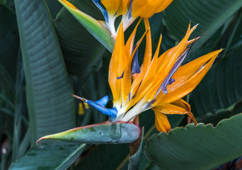 Strelitzia reginae, orange and blue bird of paradise flower