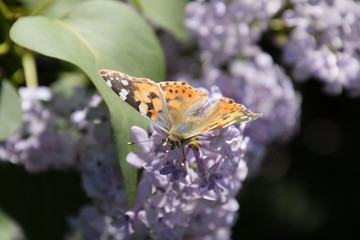 Butterfly Vanessa cardui on lilac flowers. Pollination blooming lilacs.