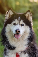 Siberian Husky on the grass i
