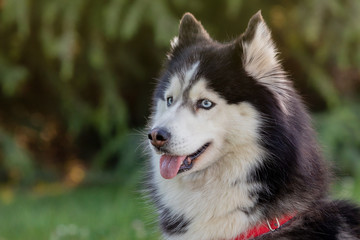 Siberian Husky on the grass i