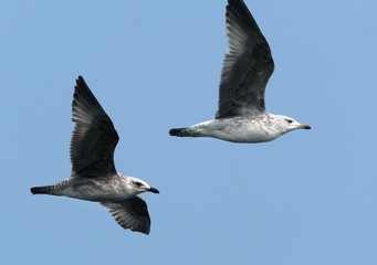 Gulls or seagulls are seabirds of the family Laridae in the suborder Lari. 