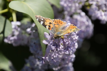 Butterfly Vanessa cardui on lilac flowers. Pollination blooming lilacs.