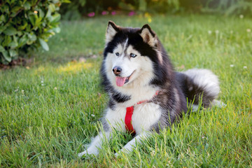 Siberian Husky on the grass i
