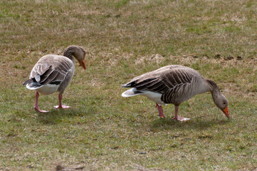 Graugans © Manfred Stöber