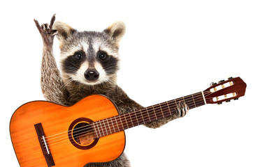 Portrait of a funny raccoon with  acoustic guitar, showing a rock gesture, isolated on white...