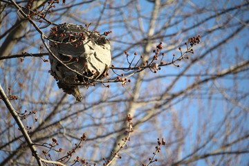 hive in the tree