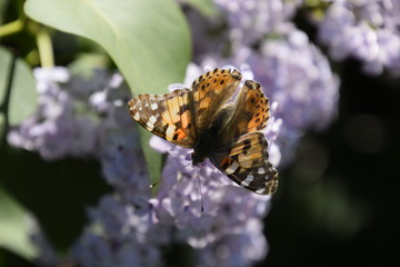 Butterfly Vanessa cardui on lilac flowers. Pollination blooming lilacs.
