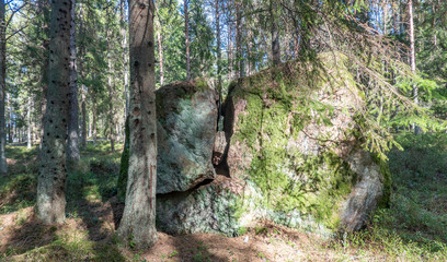 rock in the forest