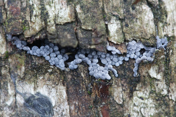 Slime mold, Badhamia panicea