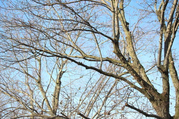 branches of a tree