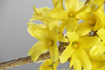 Forsythia ovata, commonly knows as Easter tree or Forsythia