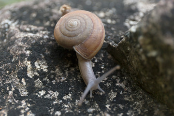 Snail in the shell on the stone. Macro photography.