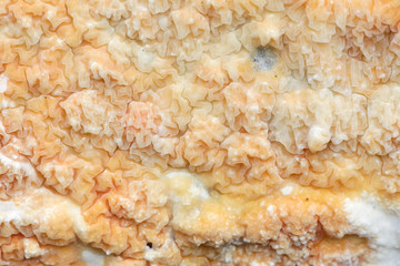 Beautiful orange crust fungus, Leucogyrophana mollusca