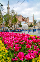 Hagia Sophia is seen behind tulips and fountain at Sultan ahmet Square in Istanbul, Turkey