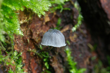Fairy helmet bonnet mushroom, Mycena pseudocorticola