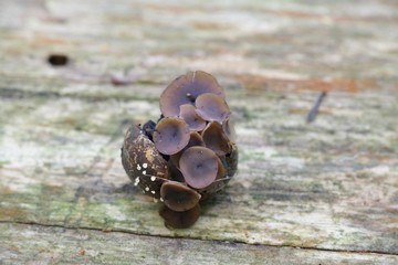 Ciboria fungus, Ciboria batschiana, growing from oak acorn.