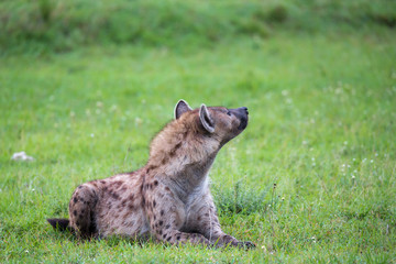 Naklejka na ściany i meble A hyena is lying in the grass in the savannah in Kenya