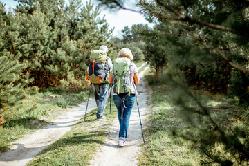 Senior couple hiking with backpacks on the road in the young pine forest, back view