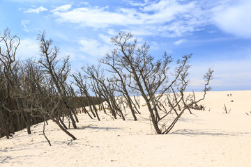 Dead trees on Lacka Dune near Leba in Slowinski National Park near Leba, polish Baltic coast