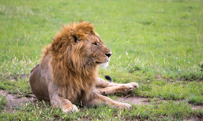A big lion lies in the grass in the savanna of Kenya