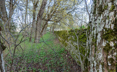moss on the stone wall