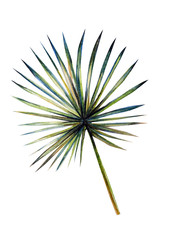 Fototapeta premium Beautiful clover plant watercolor illustration