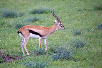 Thomson's Gazelle in the grass landscape of the savannah in Kenya