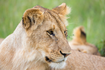 The portrait of a lioness, she lies in the grass in the savannah