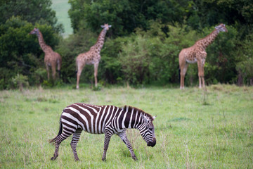 Zebras in the middle of the savannah of Kenya