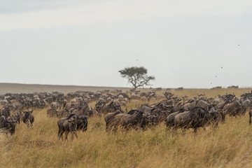 Great migration a horde of wilderbeests in masai mara