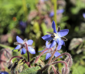 Fleur de bourache