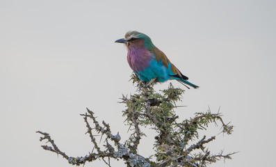 beautiful lilac breasted roller in masai mara
