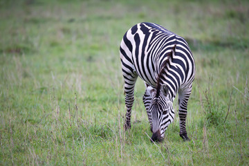 Fototapeta na wymiar Zebras in the middle of the savannah of Kenya