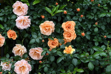 オレンジ色のバラの花