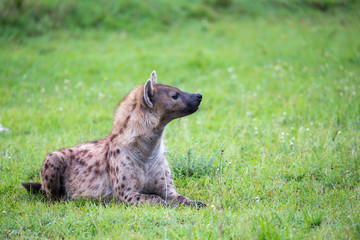 A hyena is lying in the grass in the savannah in Kenya