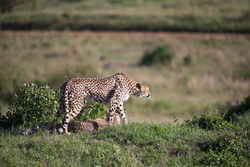 Fototapeta na wymiar A cheetah walks between grass and bushes in the savannah of Kenya
