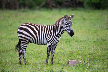 Zebras in the middle of the savannah of Kenya