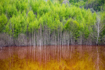 Ecological disaster: cyanide pollution at Geamana Lake near Rosia Montana, Romania