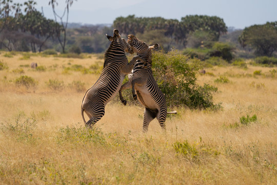 grevy zebras fighting in samburu - Powered by Adobe