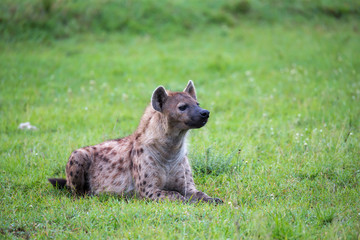 A hyena is lying in the grass in the savannah in Kenya