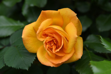 オレンジ色のバラの花