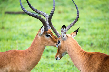 Impala family on a grass landscape in the Kenyan savannah