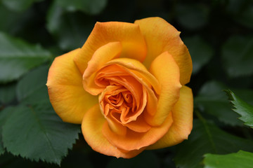 オレンジ色のバラの花