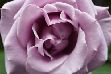 紫色のバラの花